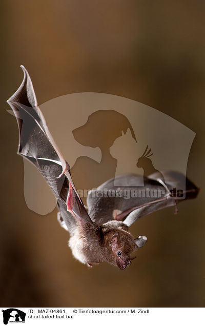 Brillenblattnase / short-tailed fruit bat / MAZ-04861