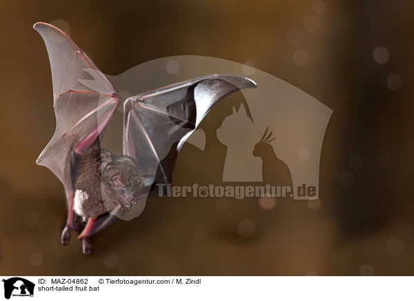 Brillenblattnase / short-tailed fruit bat / MAZ-04862
