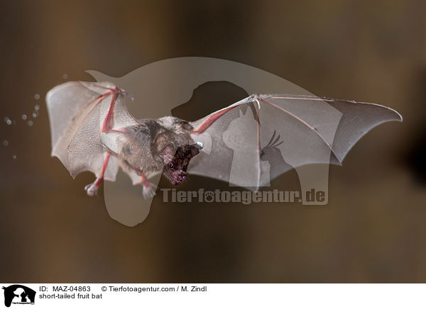 Brillenblattnase / short-tailed fruit bat / MAZ-04863