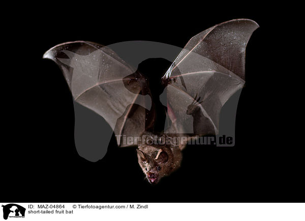 short-tailed fruit bat / MAZ-04864