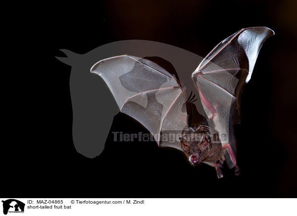 Brillenblattnase / short-tailed fruit bat / MAZ-04865