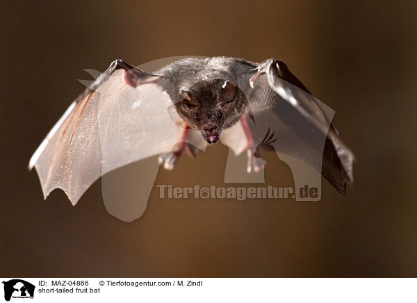 short-tailed fruit bat / MAZ-04866