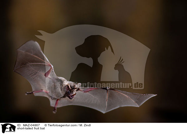 Brillenblattnase / short-tailed fruit bat / MAZ-04867
