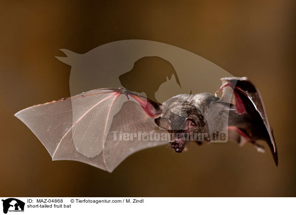 short-tailed fruit bat / MAZ-04868