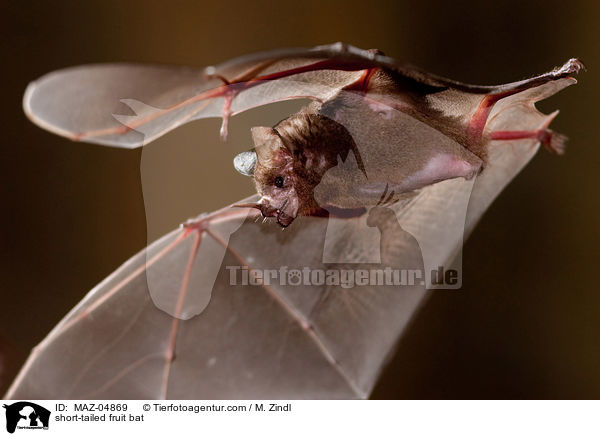 short-tailed fruit bat / MAZ-04869