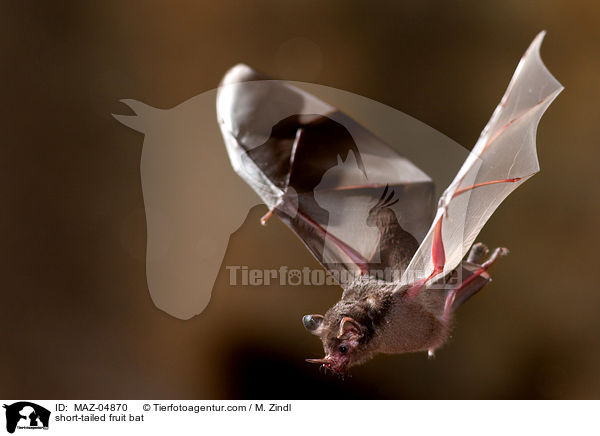 short-tailed fruit bat / MAZ-04870