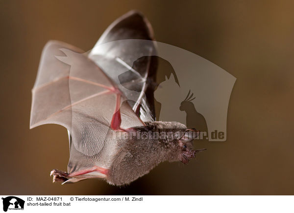 Brillenblattnase / short-tailed fruit bat / MAZ-04871