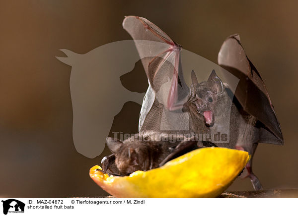 short-tailed fruit bats / MAZ-04872