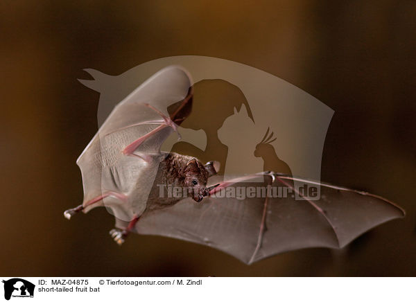 Brillenblattnase / short-tailed fruit bat / MAZ-04875