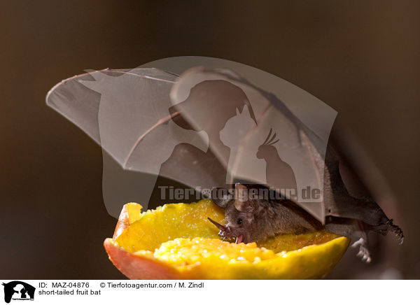 Brillenblattnase / short-tailed fruit bat / MAZ-04876