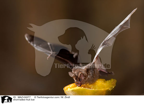 short-tailed fruit bat / MAZ-04877
