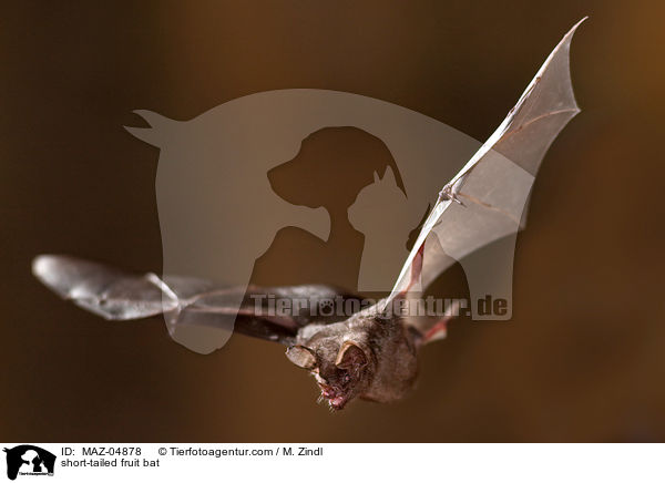 Brillenblattnase / short-tailed fruit bat / MAZ-04878