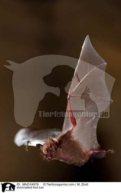 short-tailed fruit bat / MAZ-04879