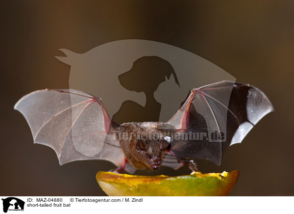 short-tailed fruit bat / MAZ-04880