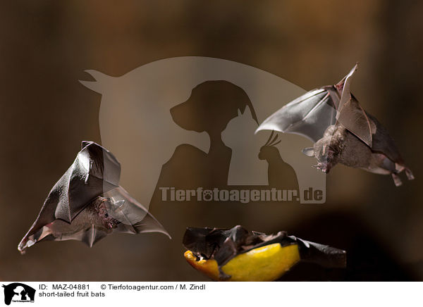 Brillenblattnasen / short-tailed fruit bats / MAZ-04881