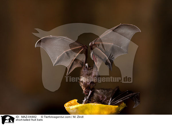 Brillenblattnasen / short-tailed fruit bats / MAZ-04882