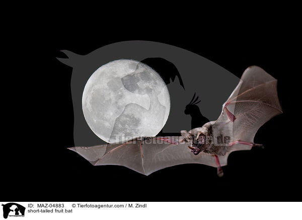 short-tailed fruit bat / MAZ-04883