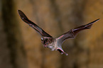 short-tailed fruit bat