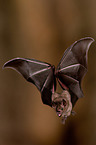 short-tailed fruit bat