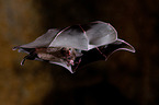 short-tailed fruit bat