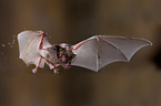 short-tailed fruit bat