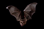 short-tailed fruit bat