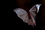 short-tailed fruit bat