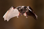 short-tailed fruit bat