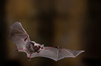 short-tailed fruit bat