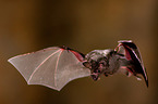 short-tailed fruit bat