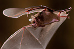 short-tailed fruit bat