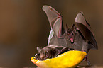 short-tailed fruit bats