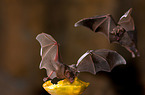 short-tailed fruit bats