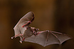 short-tailed fruit bat