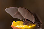 short-tailed fruit bat