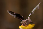 short-tailed fruit bat