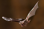 short-tailed fruit bat