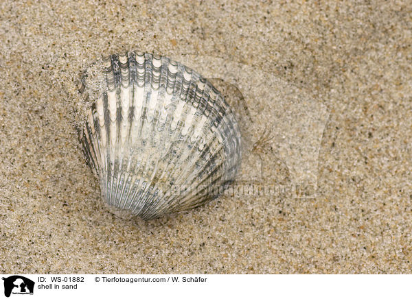 Muscheln im Sand / shell in sand / WS-01882