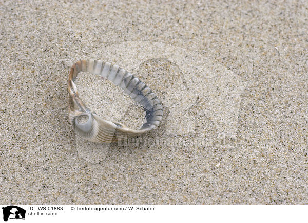 Muscheln im Sand / shell in sand / WS-01883