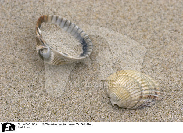 Muscheln im Sand / shell in sand / WS-01884