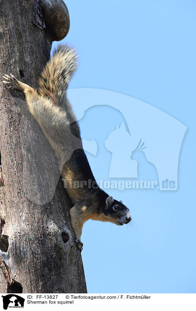 Sherman fox squirrel / FF-13827