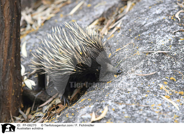 Kurzschnabel-Ameisenigel / Australian echidna / FF-08270