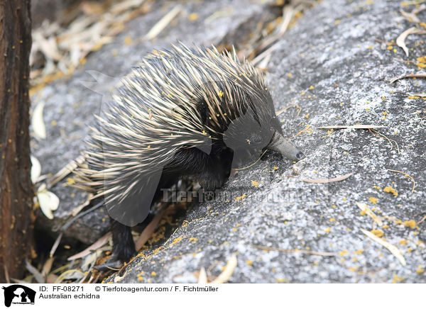 Kurzschnabel-Ameisenigel / Australian echidna / FF-08271