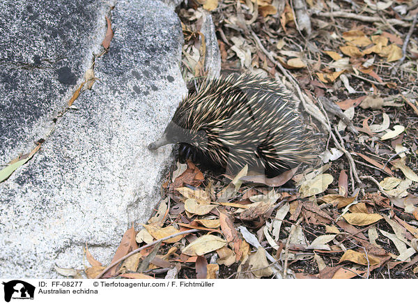 Kurzschnabel-Ameisenigel / Australian echidna / FF-08277