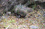 Australian echidna