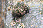 Australian echidna