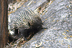 Australian echidna