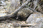 Australian echidna