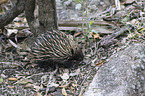 Australian echidna