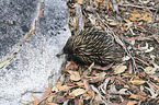 Australian echidna